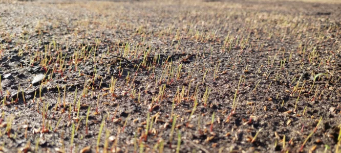 Trawnik z siewu – ekonomiczny, Śląsk