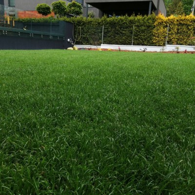 Gotowy trawnik z rolki w realizacji ogrodu na Śląsku