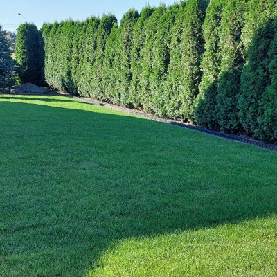 Trawnik z rolki Mysłowice