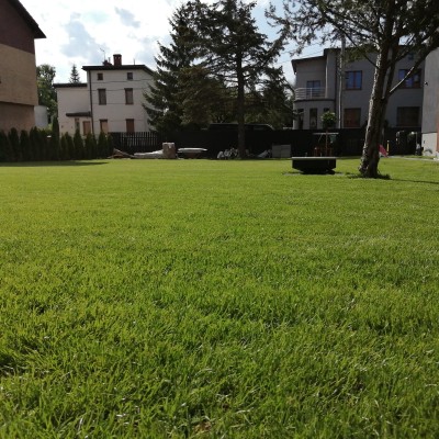 Bujny trawnik z rolki w przestronnym ogrodzie w centrum Katowic
