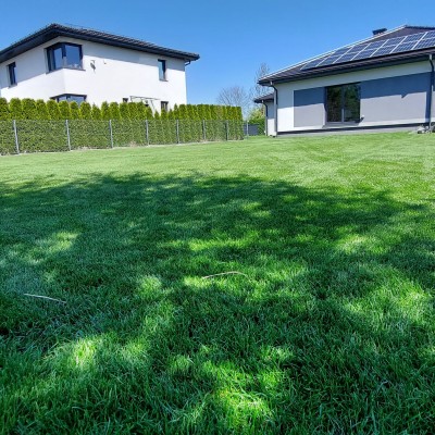 Gęsty trawnik w Sosnowcu